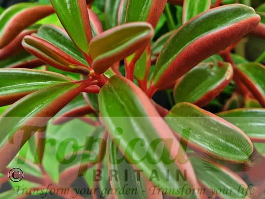 Peperomia graveolens