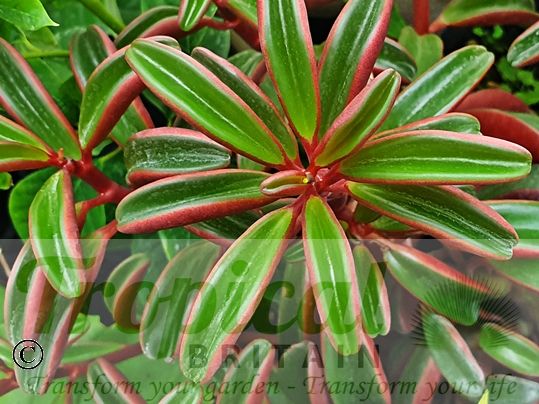 Peperomia graveolens