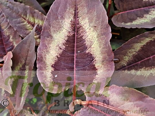 Persicaria microcephala 'Red Dragon'