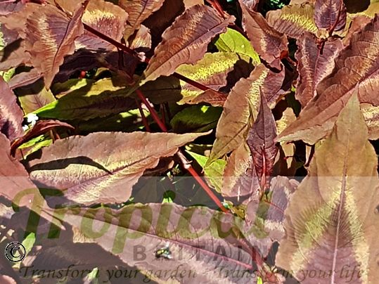 Persicaria microcephala 'Red Dragon'