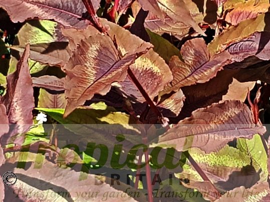 Persicaria microcephala 'Red Dragon'