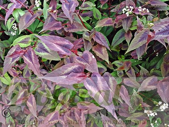 Persicaria microcephala 'Red Dragon'