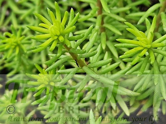 Petrosedum sediforme - Greener in wet conditions