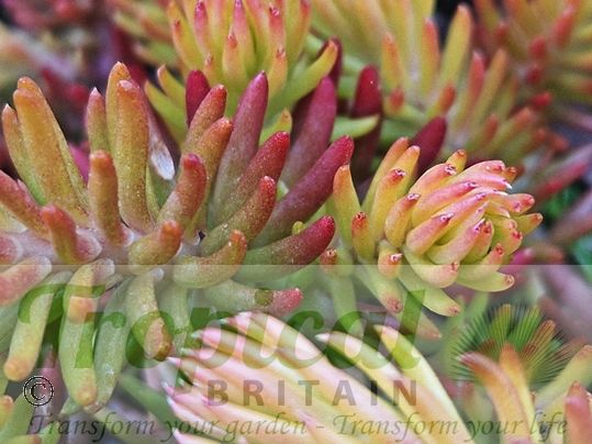 Petrosedum sediforme