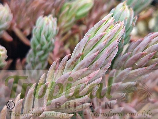 Petrosedum sediforme 'Silver'