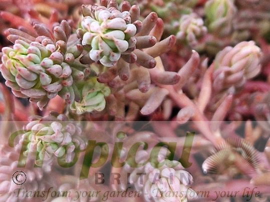 Petrosedum sediforme 'Silver'