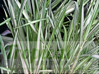 Phalaris arundinacea v. picta 'Feesey'
