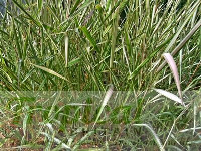 Phalaris arundinacea v. picta 'Feesey'