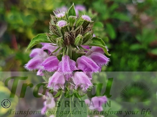 Phlomis cashmeriana