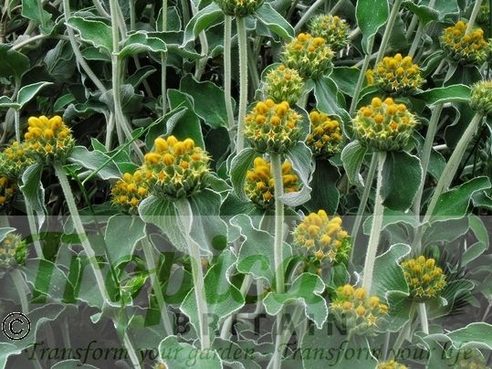 Phlomis fruticosa