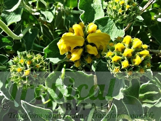 Phlomis fruticosa
