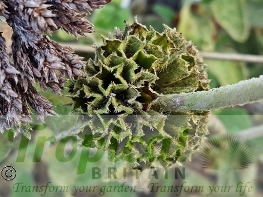 Phlomis fruticosa - in winter, the dried flower-heads make attractive and sculptural skeletal shapes