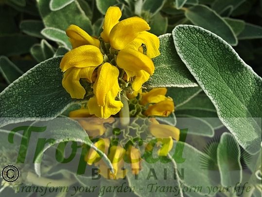 Phlomis fruticosa﻿