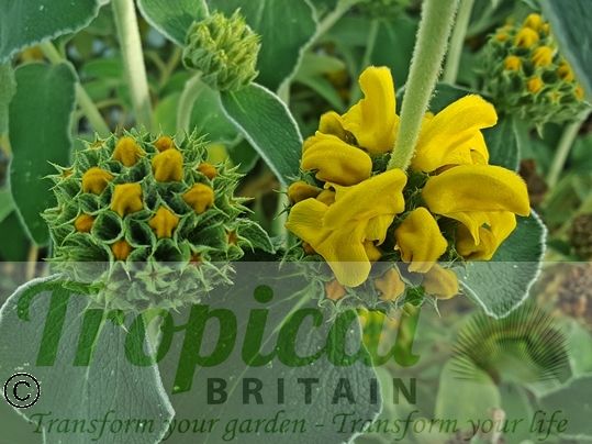 Phlomis fruticosa