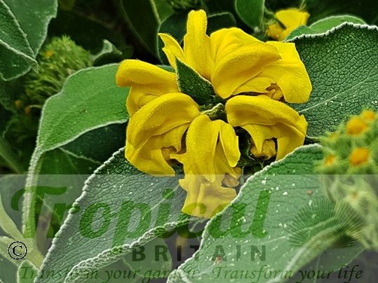 Phlomis fruticosa