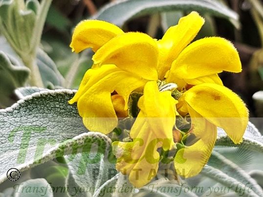 Phlomis fruticosa - foliage turning more glaucous as the season progresses