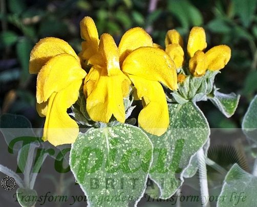 Phlomis fruticosa