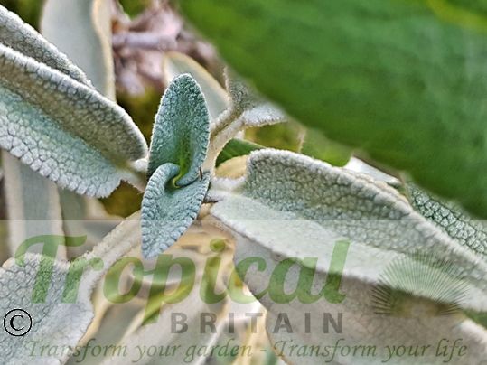Phlomis grandiflora - older foliage turns silvery-white