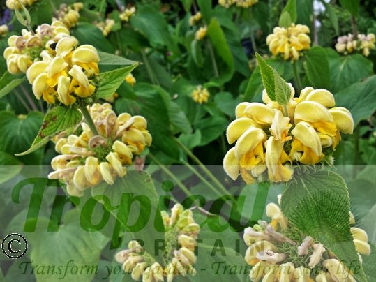 Phlomis russeliana