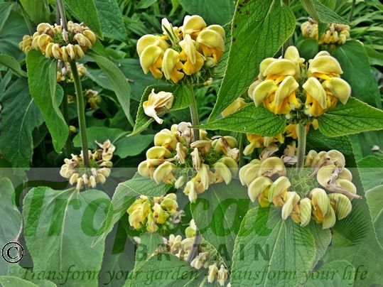 Phlomis russeliana