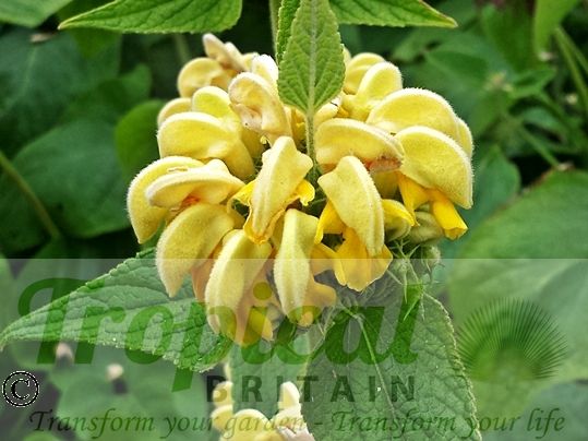 Phlomis russeliana