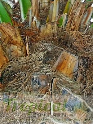 Phoenix dactylifera