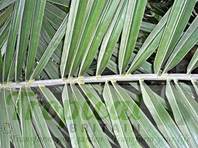 Phoenix dactylifera