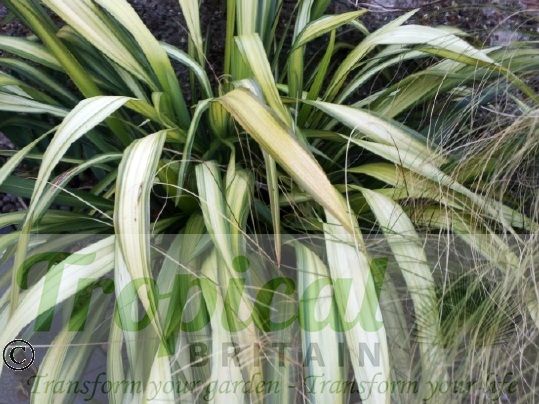 Phormium colensoi 'Cream Delight'
