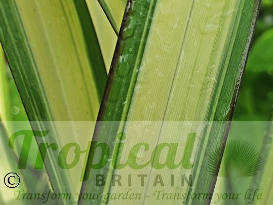 Phormium colensoi 'Cream Delight'