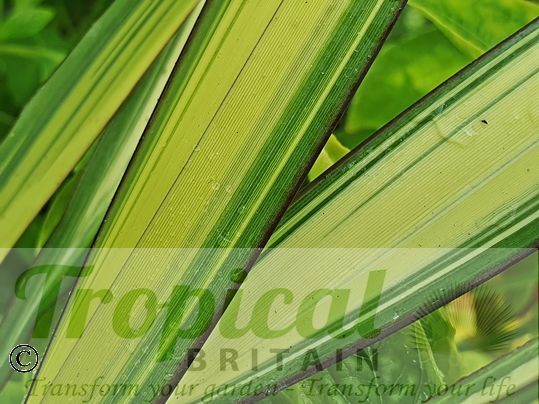 Phormium colensoi 'Cream Delight'