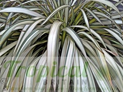 Phormium colensoi 'Cream Delight'
