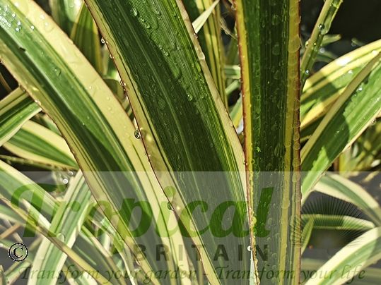 Phormium colensoi 'Tricolor'