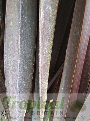 Phormium 'Dark Delight'