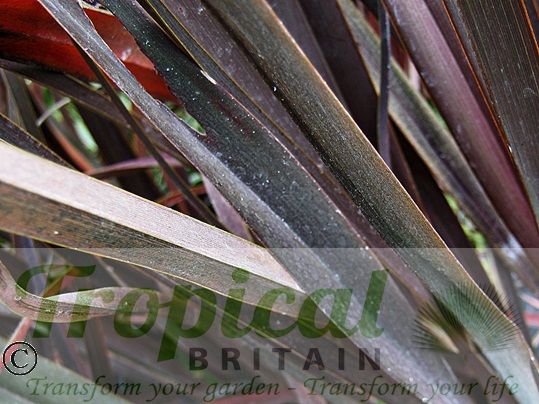 Phormium 'Dark Delight'