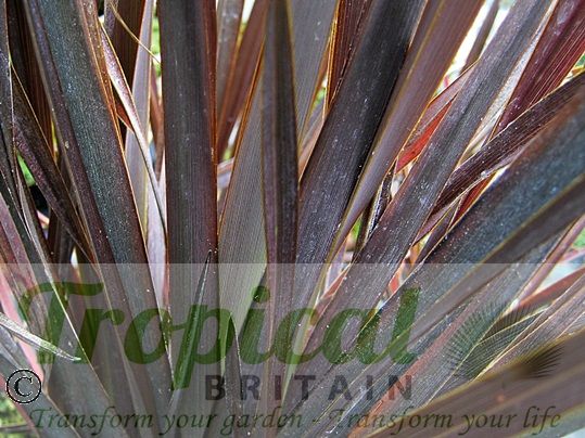 Phormium 'Dark Delight'