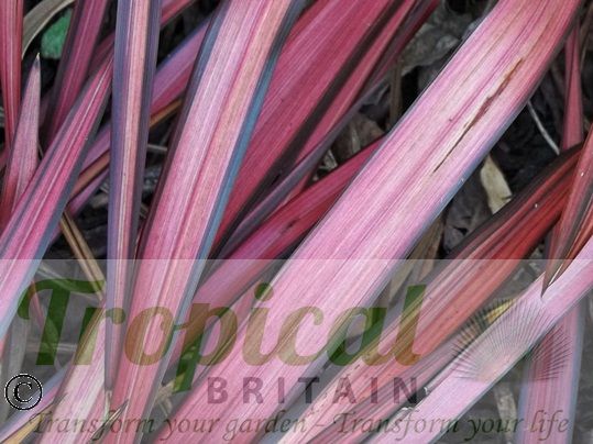 Phormium 'Evening Glow'