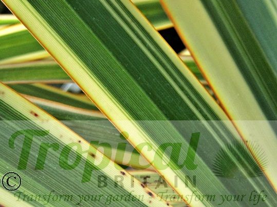 Phormium 'Golden Ray'