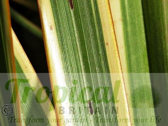 Phormium 'GoldenRay'
