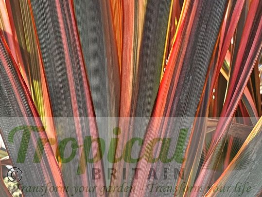 Phormium 'Sundowner'