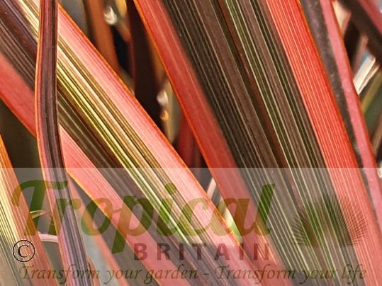 Phormium 'Sundowner'