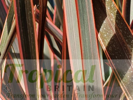 Phormium 'Sundowner'