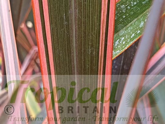 Phormium 'Sundowner'