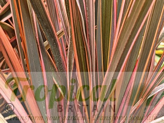 Phormium 'Sundowner'