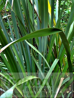 Phormium tenax