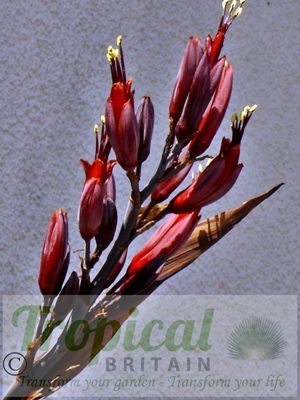 Phormium tenax - nectar-rich flowers