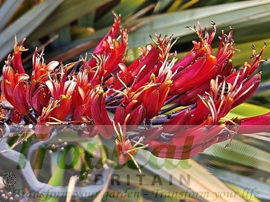 Phormium tenax - flowers