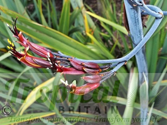 Phormium tenax - flowers