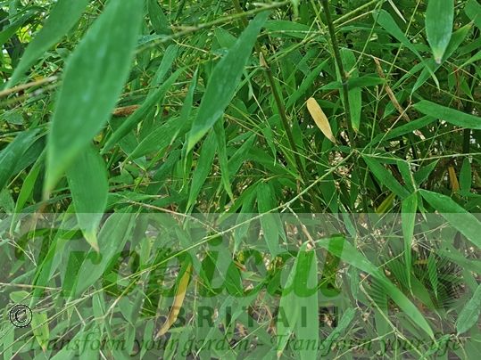 Phyllostachys vivax