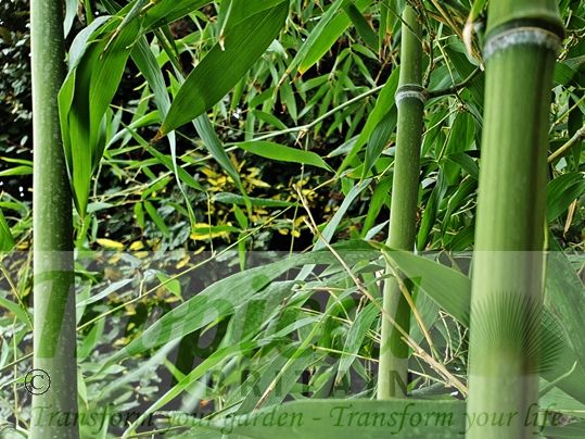 Phyllostachys vivax