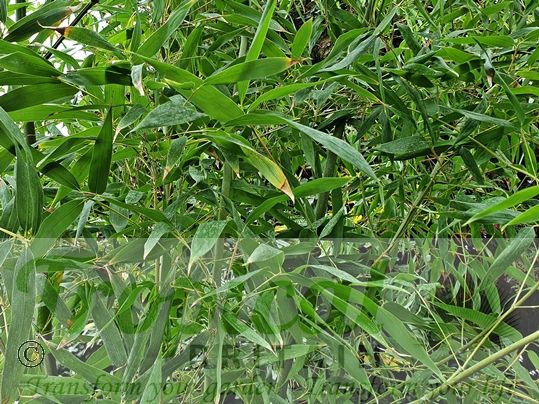 Phyllostachys vivax